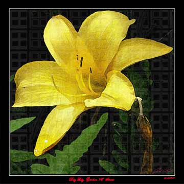 Day Lilly 01